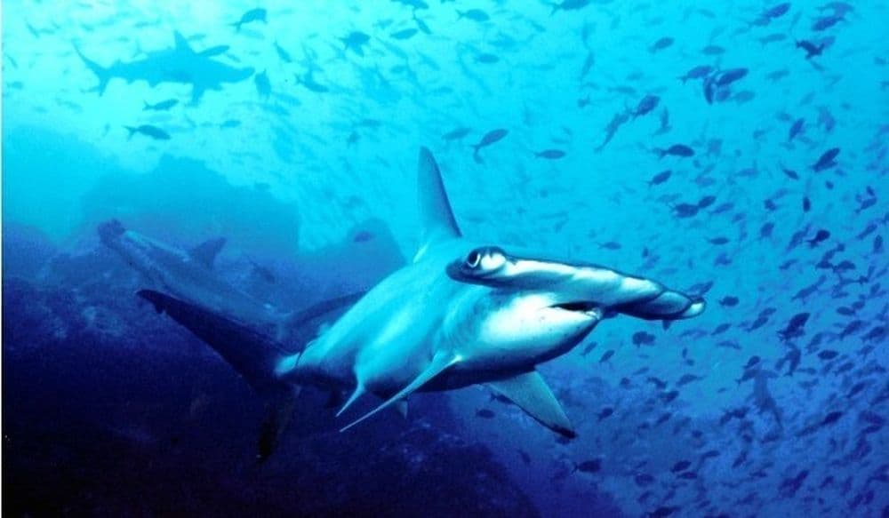 requin-marteau-1