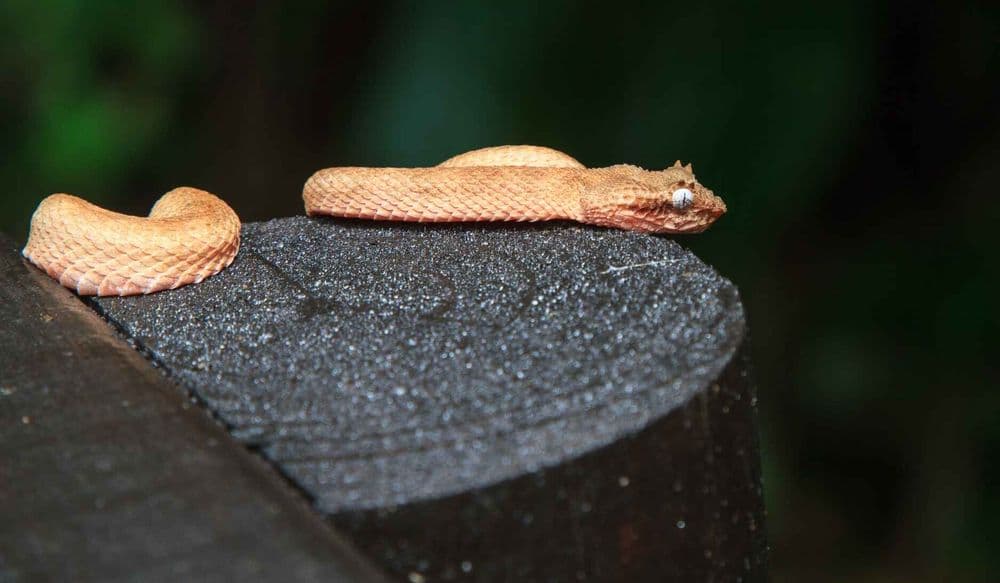 Schlange Cahuita National Park