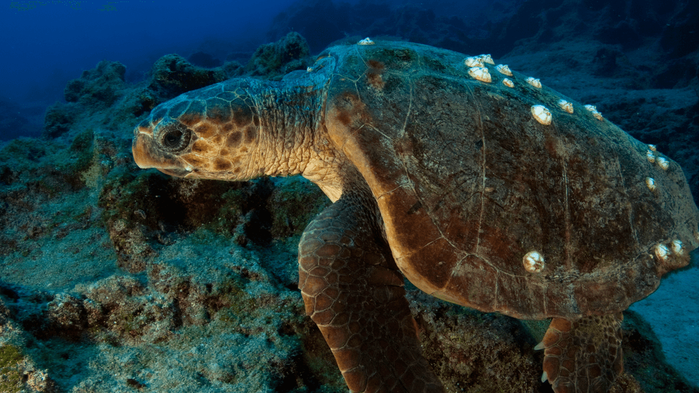 Canva Design DAF9P1qaoY4