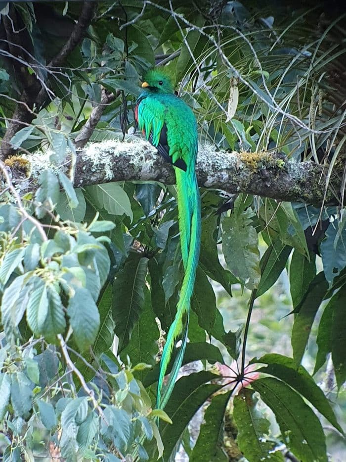 Quetzal