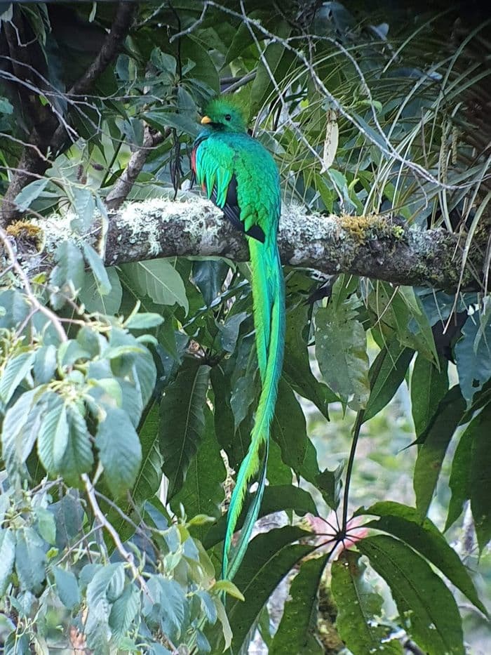 Quetzal 