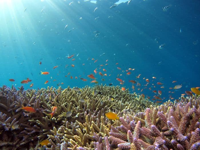 Snorkelling Red Sea