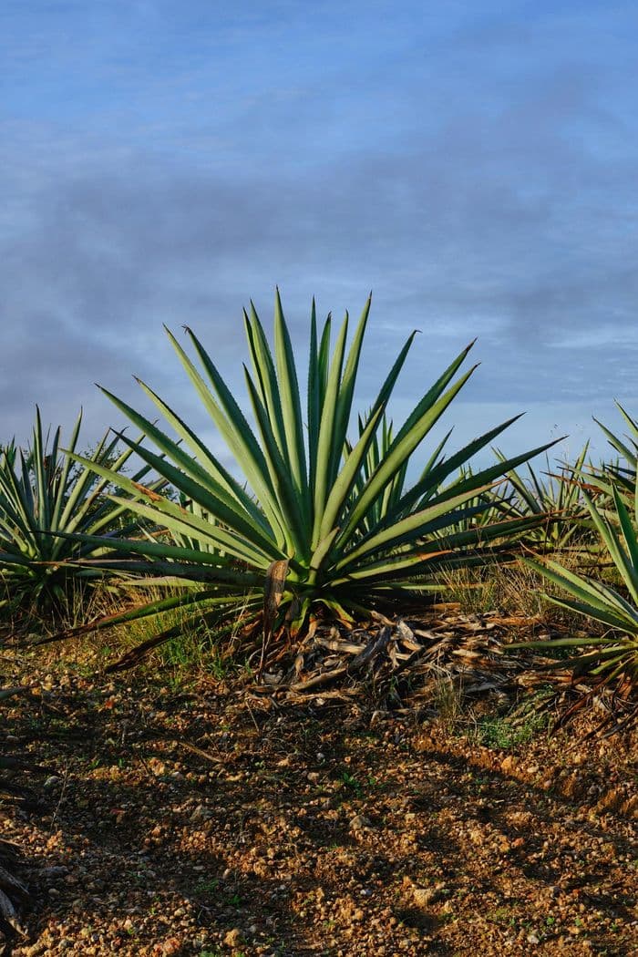 Mayapan Destileria Artesanal de Agave