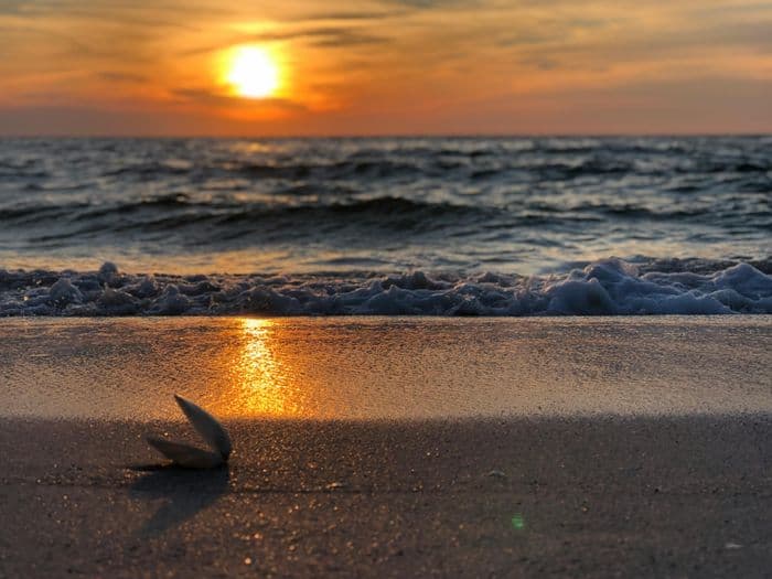 seashell beach