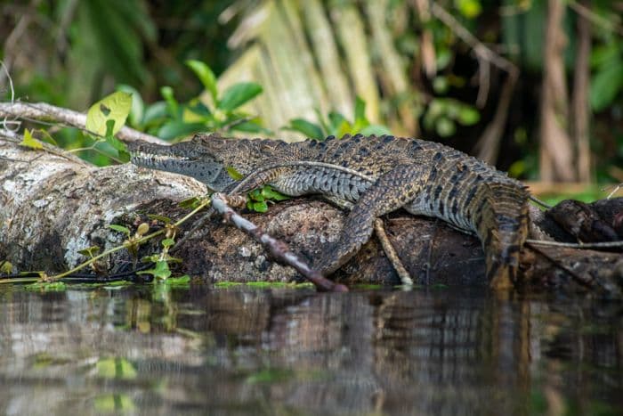 Tortuguero