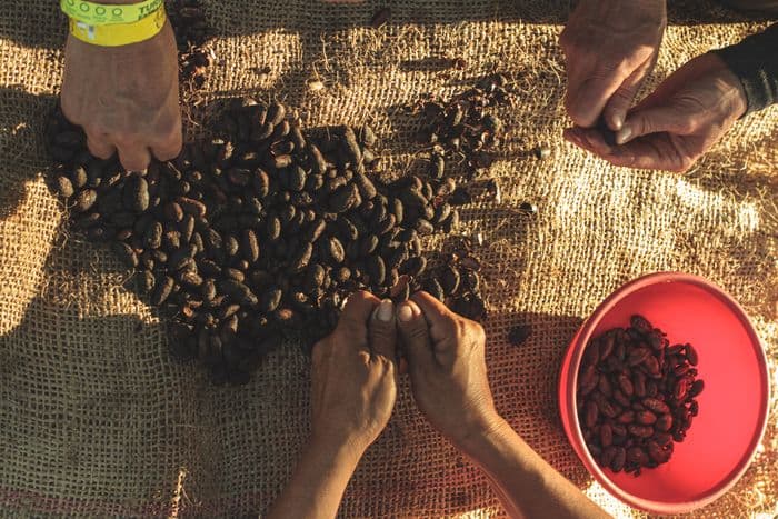 Caño Cristales, cacao workshop