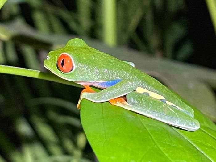 Sarapiqui