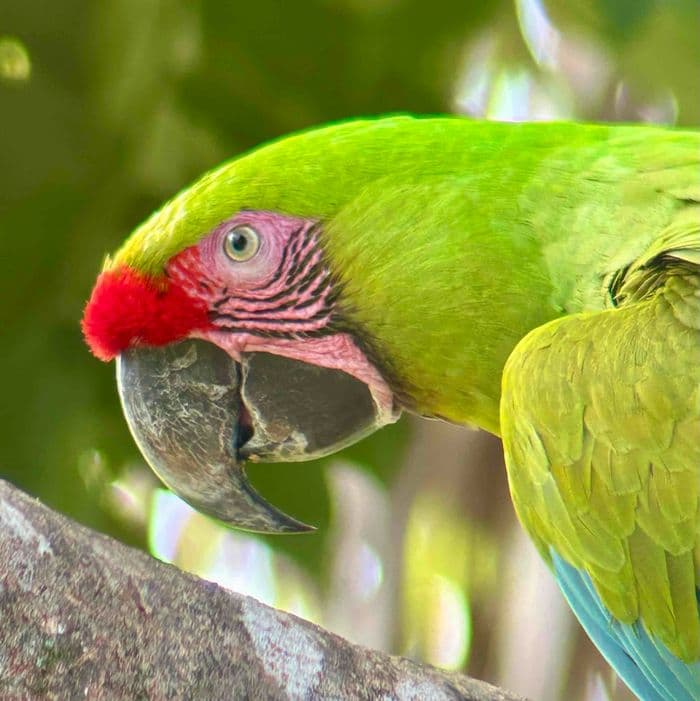 Begegnung mit der bedrohten Bechsteinara 🦜